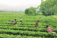 z6com�������ǲ�,�Ͳ���ֲ�����ӹ�����,ֲ������ֲ�����ӹ�����