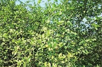 z6com�������ǲ�,�Ͳ���ֲ�����ӹ�����,ֲ������ֲ�����ӹ�����